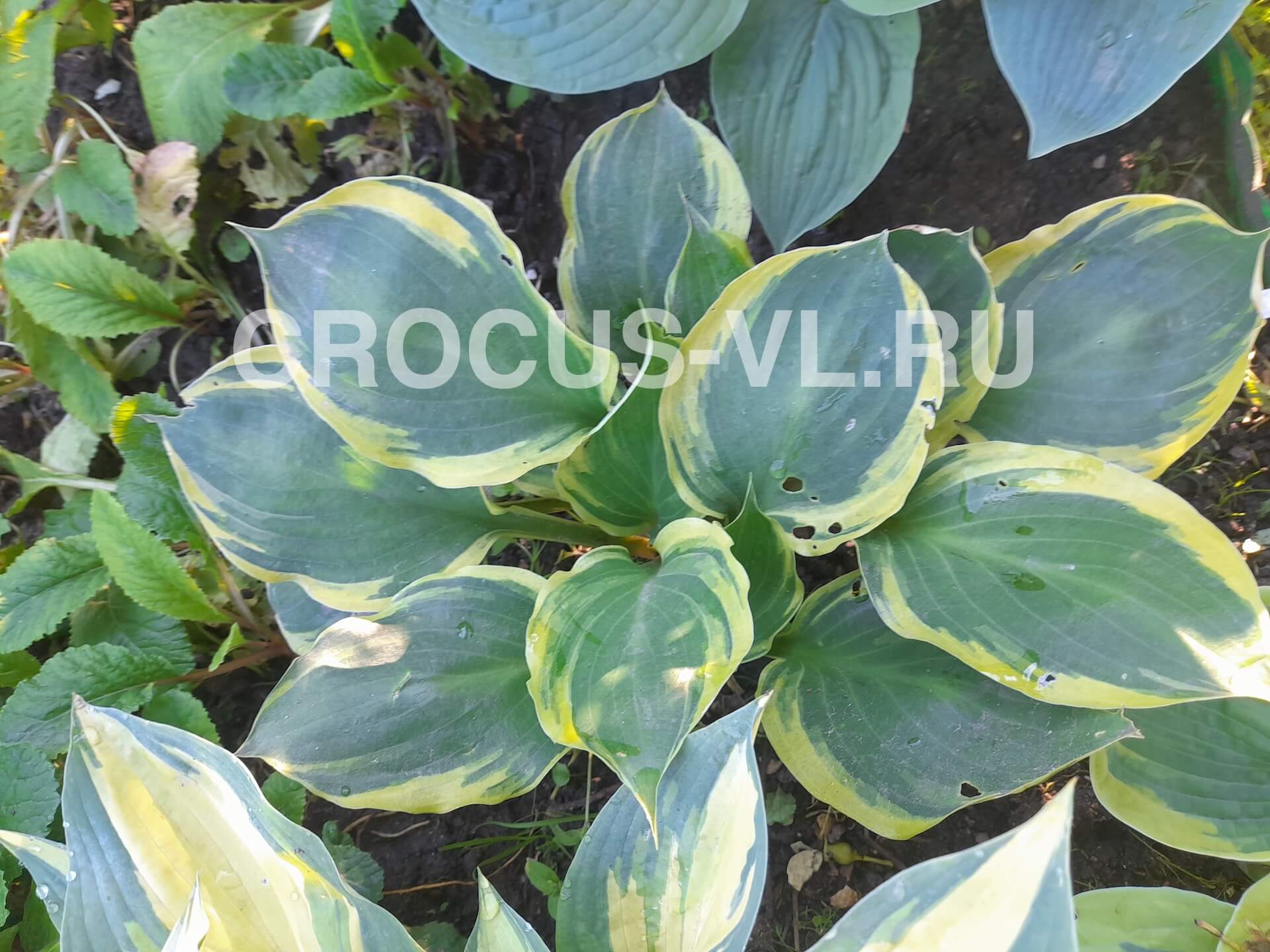 Хоста гибридная «Charity»